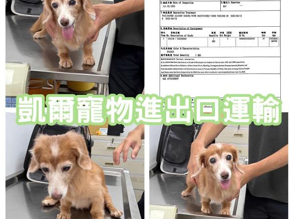 2025/07/02『中國』老婆婆臘腸長毛狗狗與主人一同移民中國~~~~